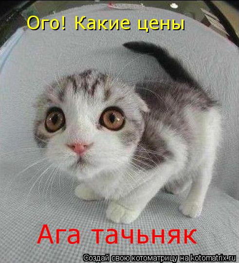 Котоматрица: Ого! Какие цены Ага тачьняк