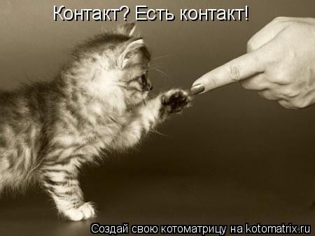 Контакт? Есть контакт!... Котоматрица: Контакт? Есть контакт!