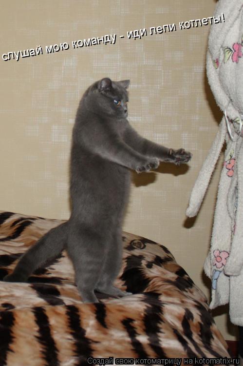 Котоматрица: слушай мою команду - иди лепи котлеты!