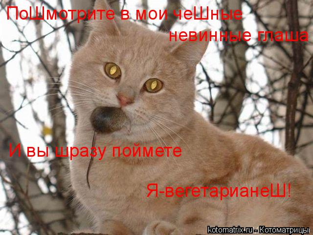 Котоматрица: ПоШмотрите в мои чеШные  невинные глаша И вы шразу поймете Я-вегетарианеШ!