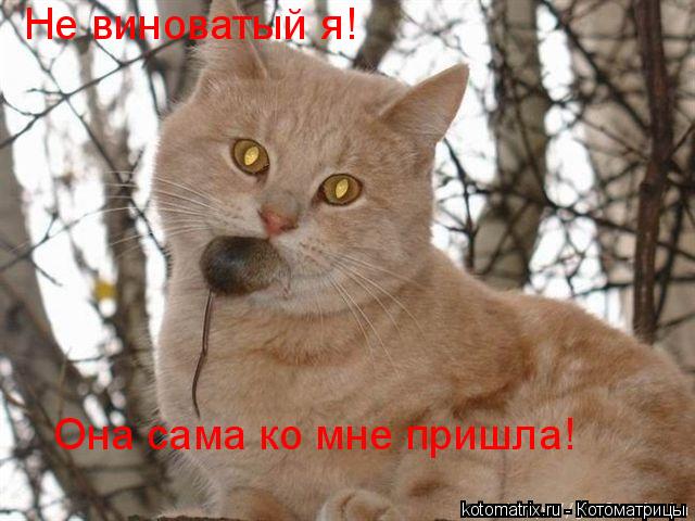 Котоматрица: Не виноватый я! Она сама ко мне пришла!
