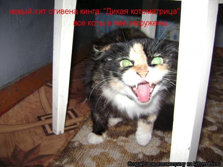 Котоматрица: новый хит стивена кинга: "Дикая котоматрица".  все коты в нее загружены..