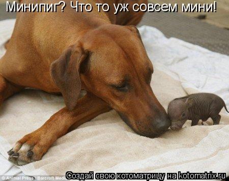 Минипиг? Что то уж совсем мини!... Котоматрица: Минипиг? Что то уж совсем мини!