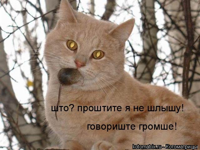 говориште громше! што? проштите я не шлышу!... Котоматрица: говориште громше! што? проштите я не шлышу!