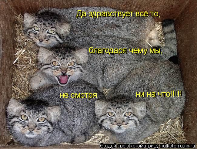 Да здравствует всё то, благодаря чему мы, не смотря ни на что!!!!!... Котоматрица: Да здравствует всё то, благодаря чему мы, не смотря ни на что!!!!!