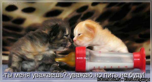 -ты меня уважаешь?-уважаю,но пить не буду!... Котоматрица: -ты меня уважаешь?-уважаю,но пить не буду!