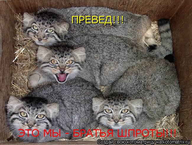 ПРЕВЕД!!! ЭТО МЫ - БРАТЬЯ ШПРОТЫ!!!... Котоматрица: ПРЕВЕД!!! ЭТО МЫ - БРАТЬЯ ШПРОТЫ!!!