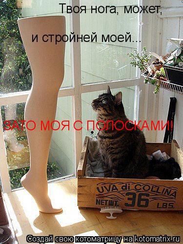 Твоя нога, может, и стройней моей... ЗАТО МОЯ С ПОЛОСКАМИ!... Котоматрица: Твоя нога, может, и стройней моей... ЗАТО МОЯ С ПОЛОСКАМИ!
