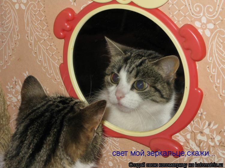 свет мой,зеркальце,скажи...... Котоматрица: свет мой,зеркальце,скажи...