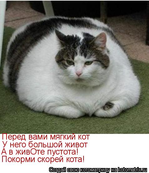 Перед вами мягкий кот У него большой живот А в живОте пустота! Покорми скорей кота!... Котоматрица: Перед вами мягкий кот У него большой живот А в живОте пустота! Покорми скорей кота!