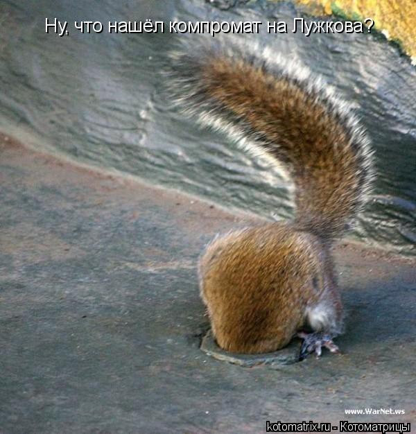 Котоматрица: Ну, что нашёл компромат на Лужкова?
