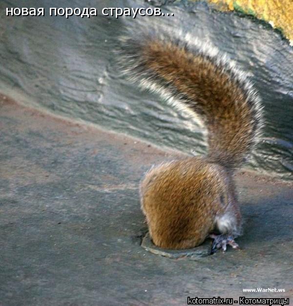 Котоматрица: новая порода страусов...