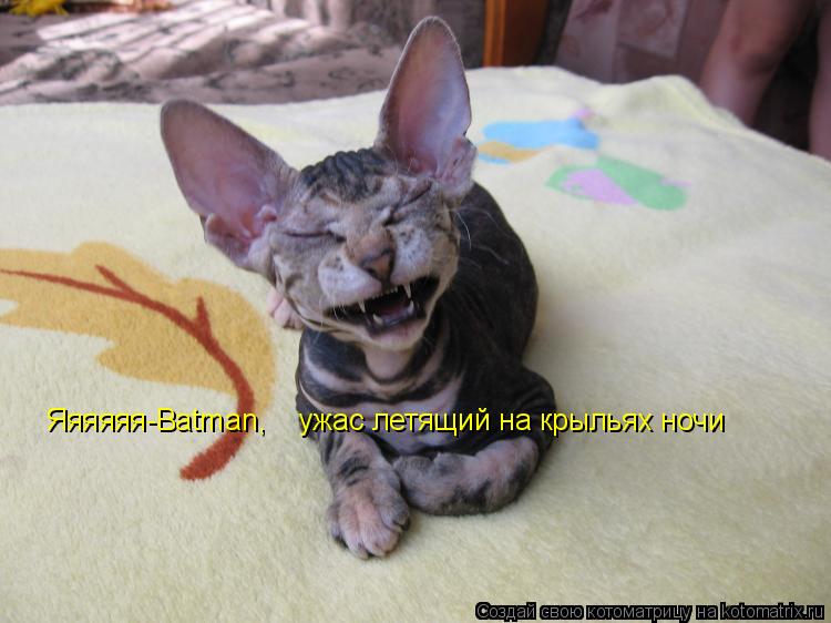 Яяяяяя-Batman, ужас летящий на крыльях ночи... Котоматрица: Яяяяяя-Batman, ужас летящий на крыльях ночи