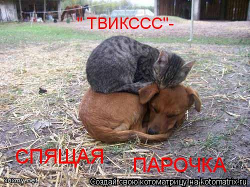 " ТВИКССС"- СПЯЩАЯ ПАРОЧКА... Котоматрица: " ТВИКССС"- СПЯЩАЯ ПАРОЧКА