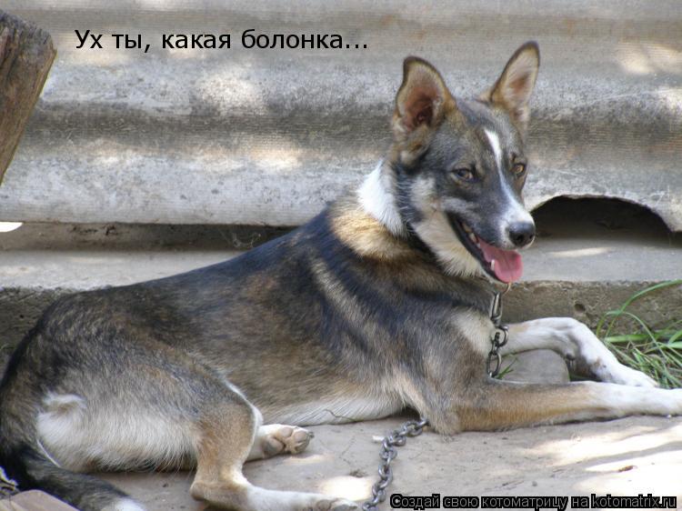 Котоматрица: Ух ты, какая болонка...