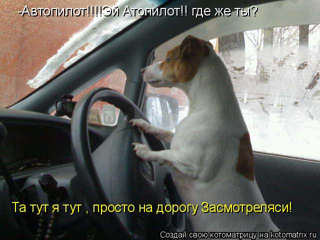 Котоматрица: -Автопилот!!!!Эй Атопилот!! где же ты? Та тут я тут , просто на дорогу Засмотреляси!