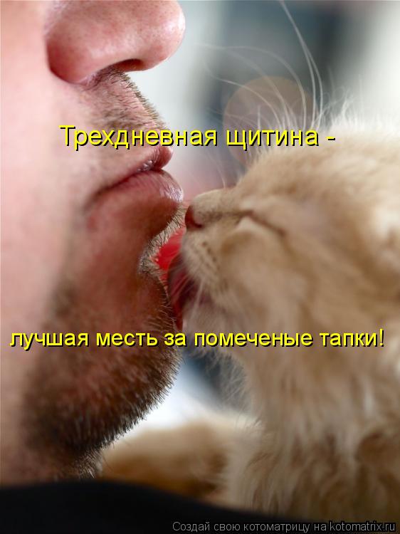 Котоматрица: лучшая месть за помеченые тапки! Трехдневная щитина -