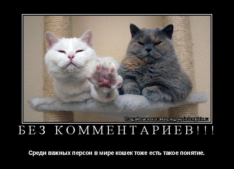 Котоматрица: БЕЗ КОММЕНТАРИЕВ!!! Среди важных персон в мире кошек тоже есть такое понятие.