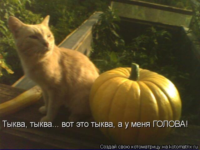 Котоматрица: Тыква, тыква... вот это тыква, а у меня ГОЛОВА!