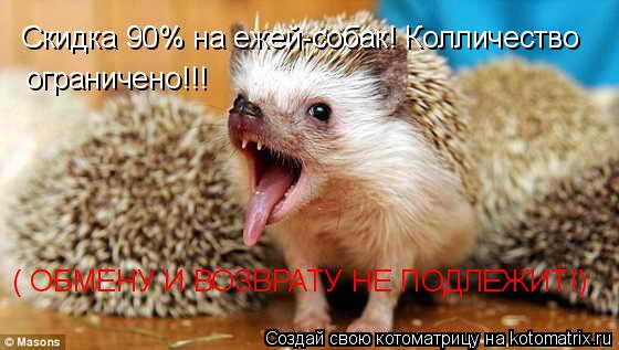 Котоматрица: Скидка 90% на ежей-собак! Колличество ограничено!!! ( ОБМЕНУ И ВОЗВРАТУ НЕ ПОДЛЕЖИТ!)