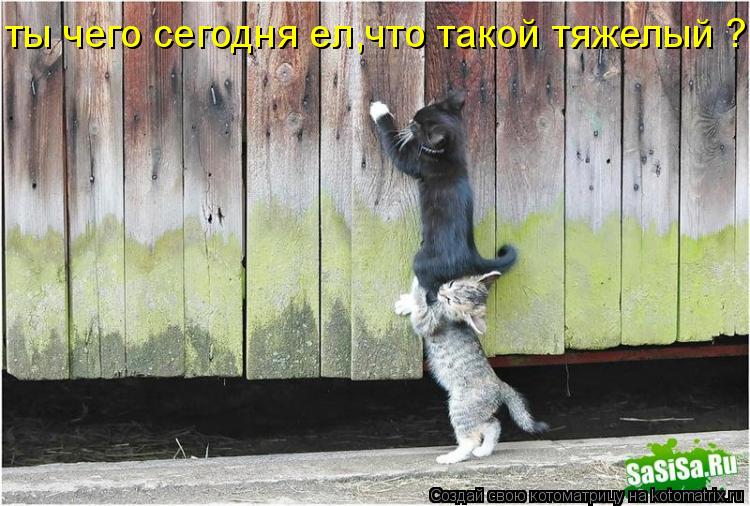 Котоматрица: ты чего сегодня ел,что такой тяжелый ?