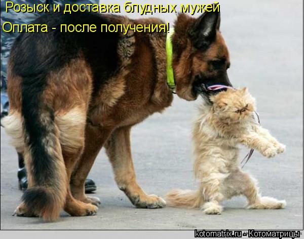 Розыск и доставка блудных мужей Оплата - после получения!... Котоматрица: Розыск и доставка блудных мужей Оплата - после получения!