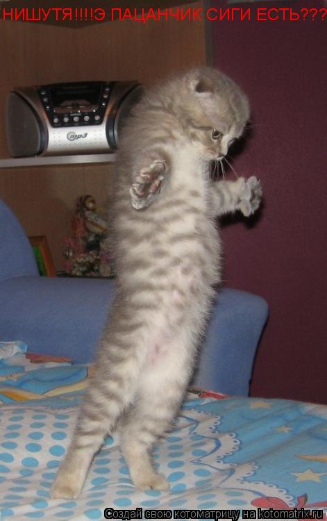НИШУТЯ!!!!Э ПАЦАНЧИК СИГИ ЕСТЬ???... Котоматрица: НИШУТЯ!!!!Э ПАЦАНЧИК СИГИ ЕСТЬ???