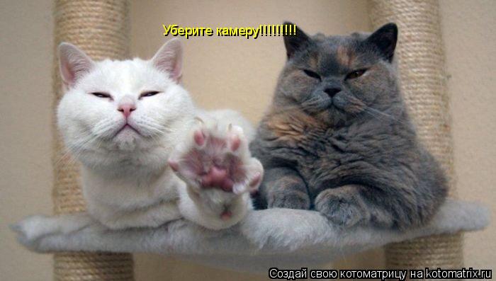 Котоматрица: Уберите камеру!!!!!!!!!