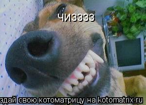 Котоматрица: чизззз
