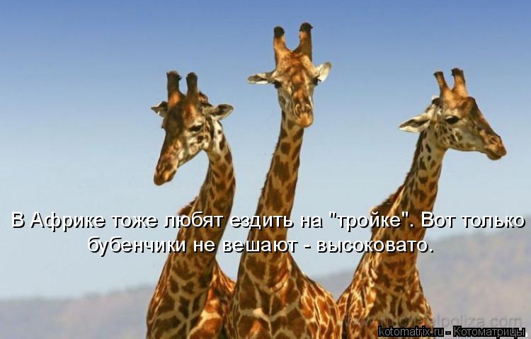 В Африке тоже любят ездить на "тройке". Вот только бубенчики не вешают - высоковато.... Котоматрица: В Африке тоже любят ездить на "тройке". Вот только бубенчики не вешают - высоковато.