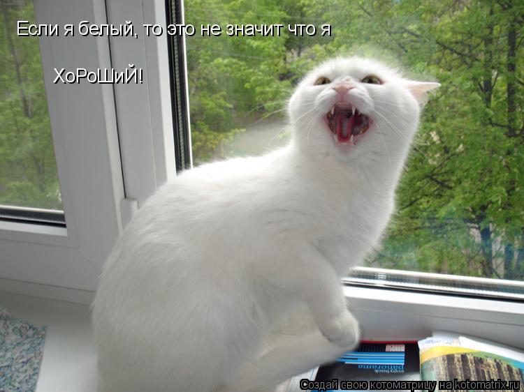 Котоматрица: Если я белый, то это не значит что я ХоРоШиЙ!