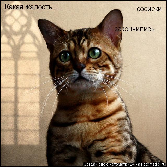 Котоматрица: Какая жалость..... сосиски закончились....