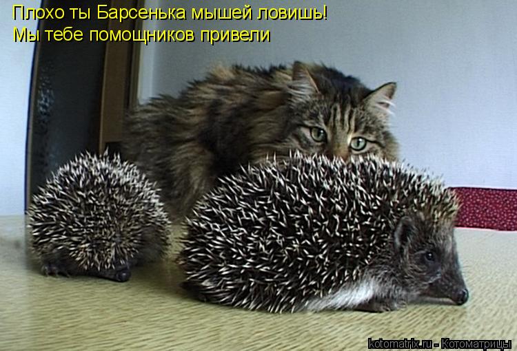 Плохо ты Барсенька мышей ловишь! Мы тебе помощников привели... Котоматрица: Плохо ты Барсенька мышей ловишь! Мы тебе помощников привели