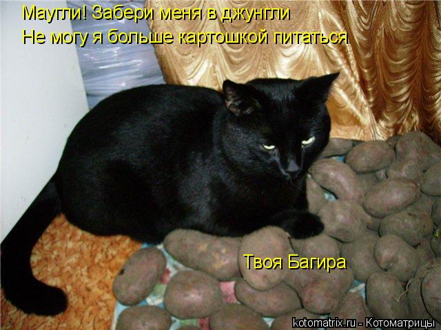 Котоматрица: Маугли! Забери меня в джунгли Не могу я больше картошкой питаться Твоя Багира