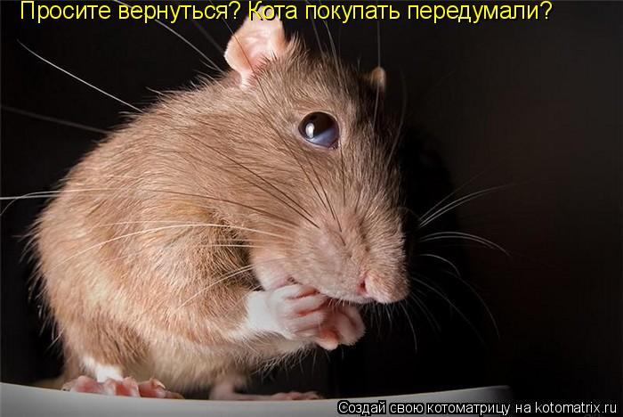 Просите вернуться? Кота покупать передумали?... Котоматрица: Просите вернуться? Кота покупать передумали?
