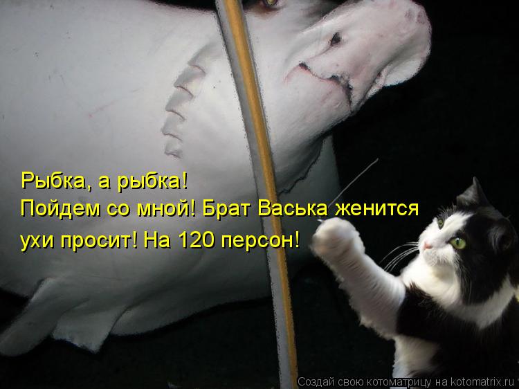 Котоматрица: Рыбка, а рыбка! Пойдем со мной! Брат Васька женится ухи просит! На 120 персон!
