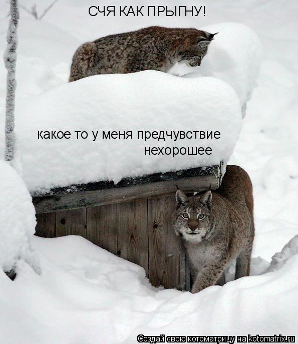 Котоматрица: СЧЯ КАК ПРЫГНУ!  какое то у меня предчувствие нехорошее