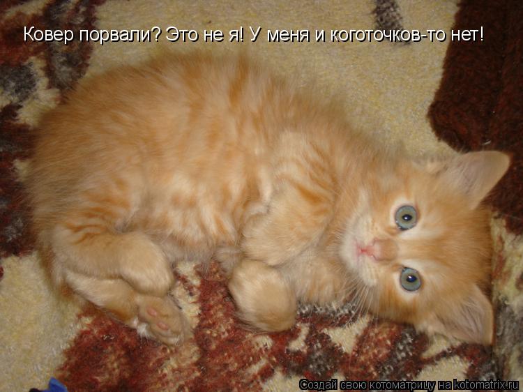 Ковер порвали? Это не я! У меня и коготочков-то нет!... Котоматрица: Ковер порвали? Это не я! У меня и коготочков-то нет!
