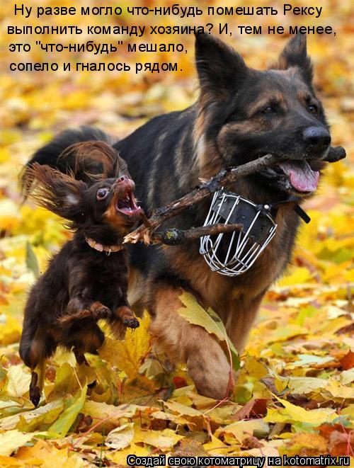 Ну разве могло что-нибудь помешать Рексу это "что-нибудь" мешало, сопело и гналось рядом. выполнит... Котоматрица: Ну разве могло что-нибудь помешать Рексу это "что-нибудь" мешало, сопело и гналось рядом. выполнить команду хозяина? И, тем не менее,