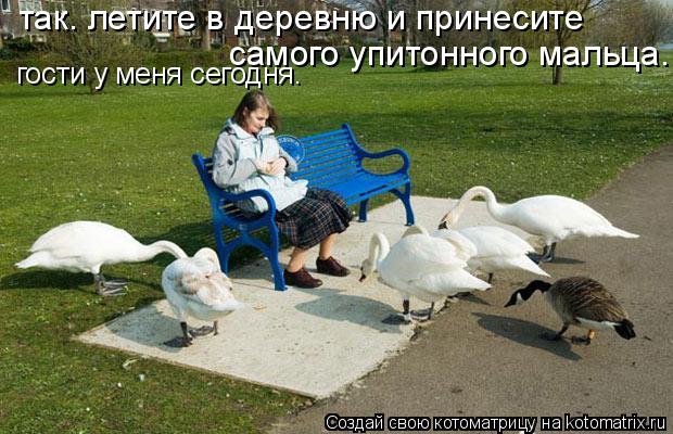 Котоматрица: так. летите в деревню и принесите самого упитонного мальца.   гости у меня сегодня.