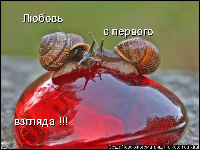 Котоматрица: Любовь с первого взгляда !!!