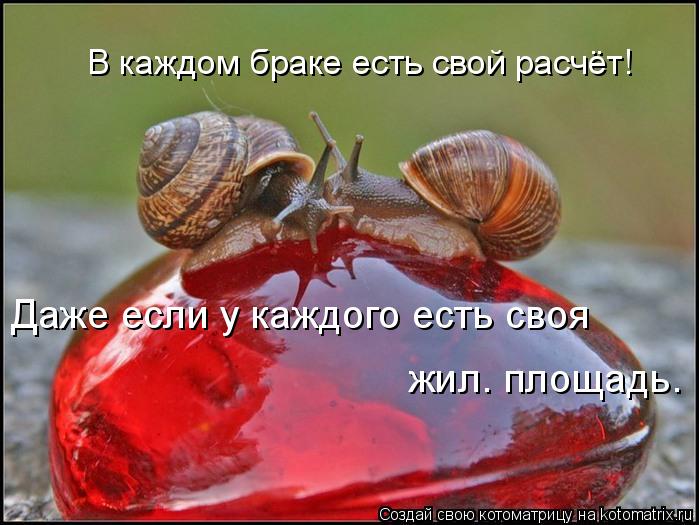 Котоматрица: В каждом браке есть свой расчёт! Даже если у каждого есть своя  жил. площадь.