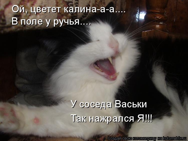 Котоматрица: Ой, цветет калина-а-а.... В поле у ручья.... У соседа Васьки Так нажрался Я!!!