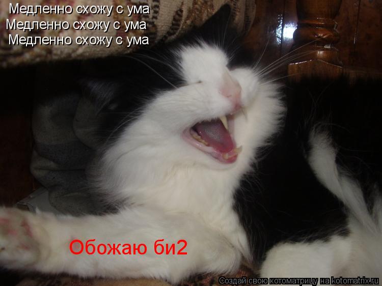 Котоматрица: Медленно схожу с ума Медленно схожу с ума Медленно схожу с ума Обожаю би2