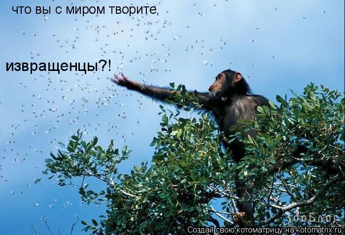 Котоматрица: что вы с миром творите, извращенцы?!