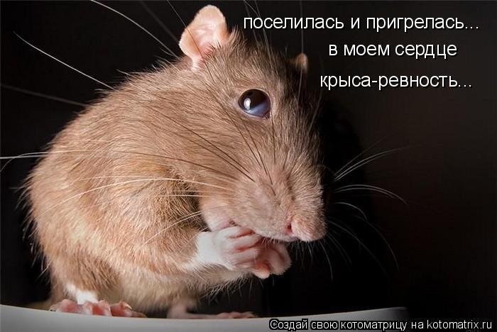 Котоматрица: поселилась и пригрелась... в моем сердце  крыса-ревность...