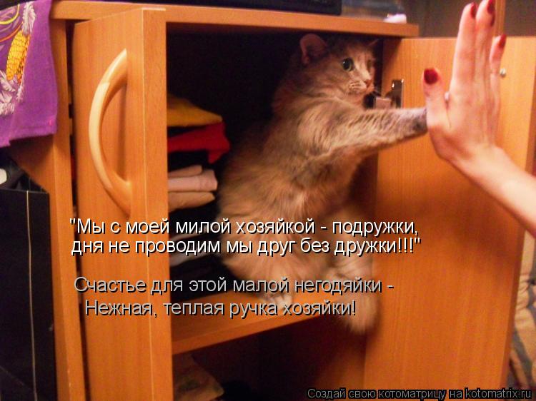 Котоматрица: "Мы с моей милой хозяйкой - подружки, дня не проводим мы друг без дружки!!!" Счастье для этой малой негодяйки - Нежная, теплая ручка хозяйки!