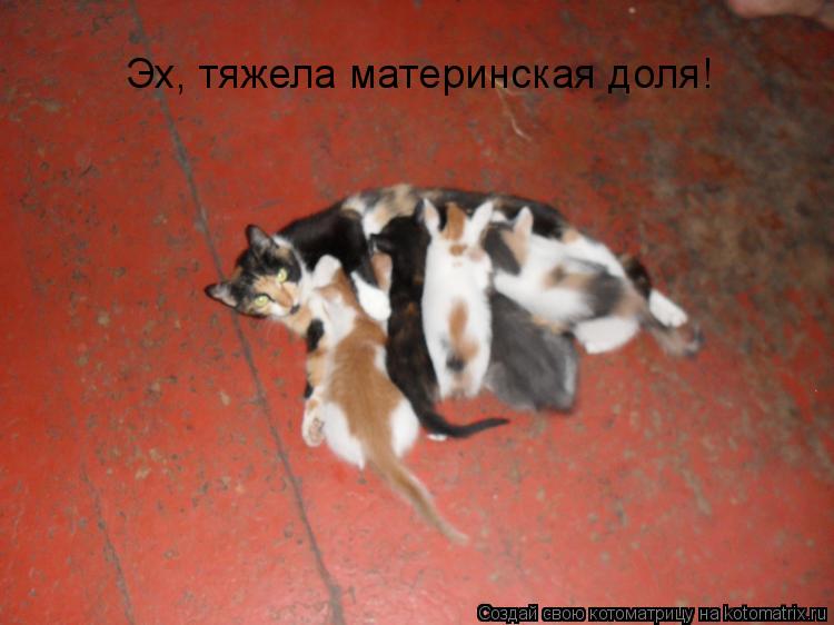 Котоматрица: Эх, тяжела материнская доля!