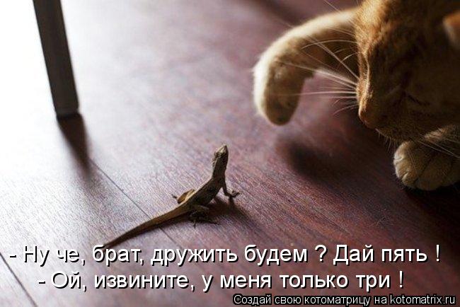 Котоматрица: - Ой, извините, у меня только три ! - Ну че, брат, дружить будем ? Дай пять !