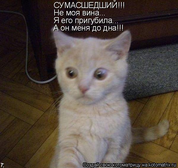 Котоматрица: СУМАСШЕДШИЙ!!! Не моя вина... Я его пригубила... А он меня до дна!!!